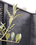 Raftehegn pris pr. meter inkl. montage – beregn hos Nythegn.dk